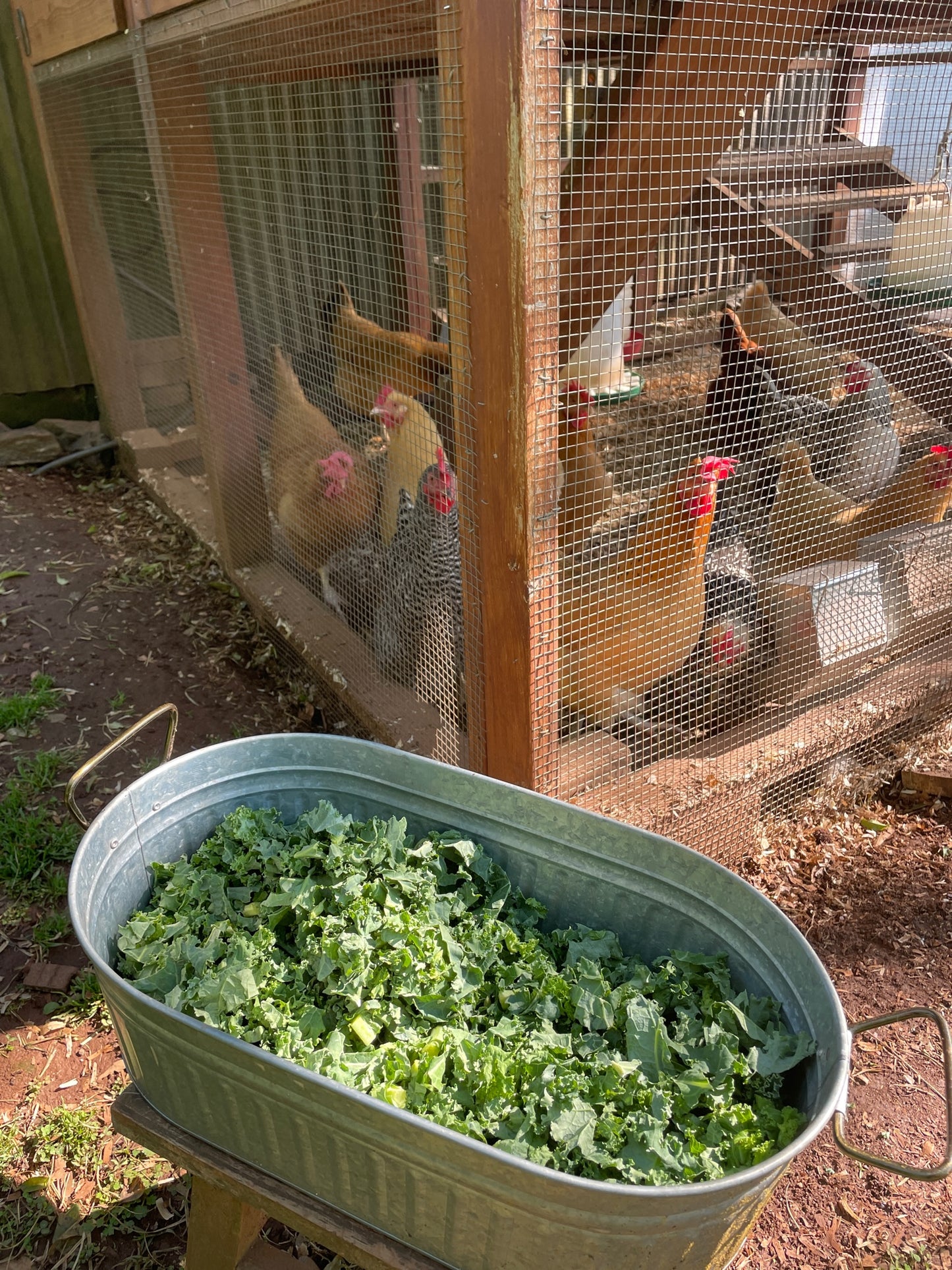 Children love feeding the chickens and ducks kale. We will set out kale for children and grown ups to feed to the animals. 