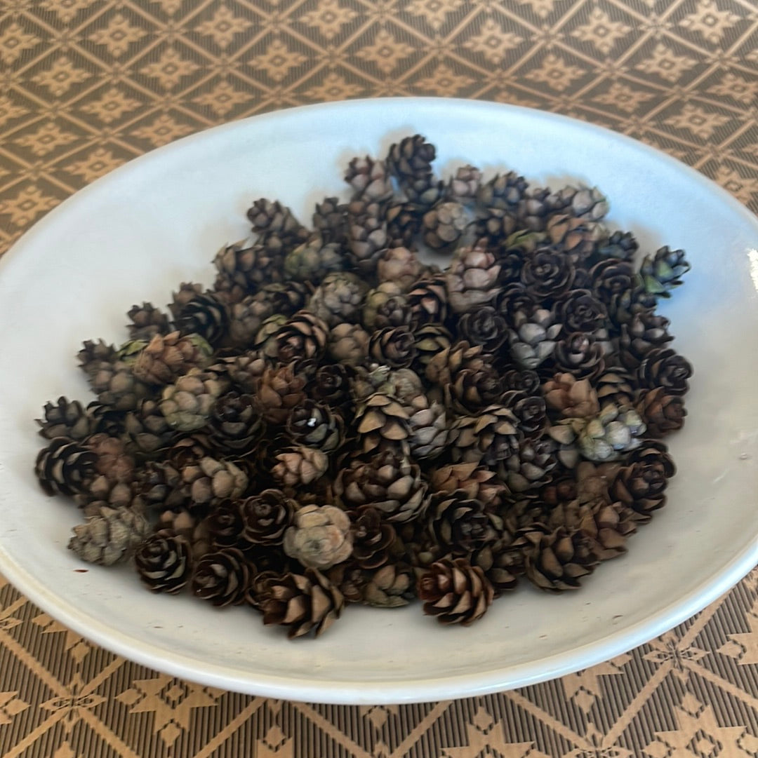 Hemlock Pine Cones