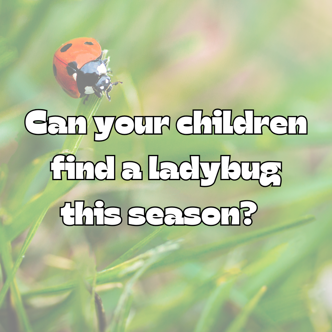 Seasonal Scavenger Hunts